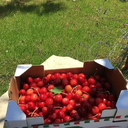 Trullo Della Balena Διαμέρισμα Μαρτίνα Φράνκα